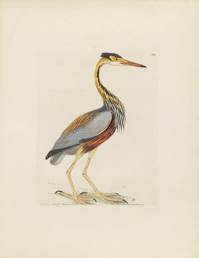 (BIRDS,) Lewin, William. The Birds of Great Britain.